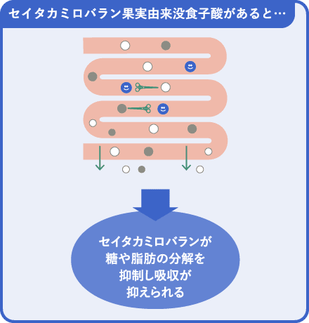 セイタカミロバラン果実由来没食子酸がある場合