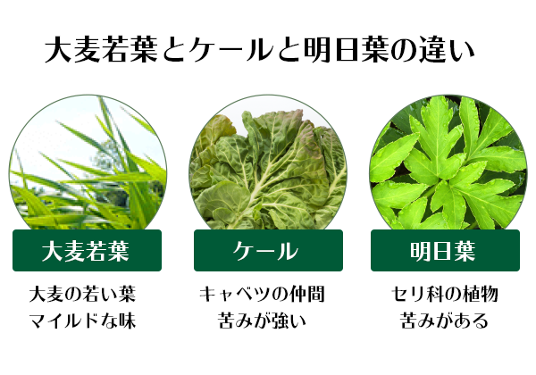 大麦若葉とケールと明日葉の違い