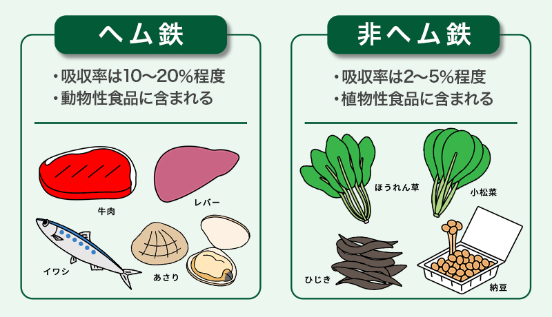 「ヘム鉄」と「非ヘム鉄」の違い